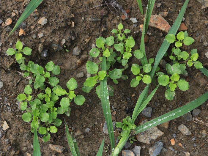 Stellaire moyenne(Stellaria media)_9