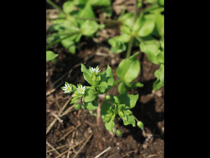 Stellaire moyenne(Stellaria media)_13