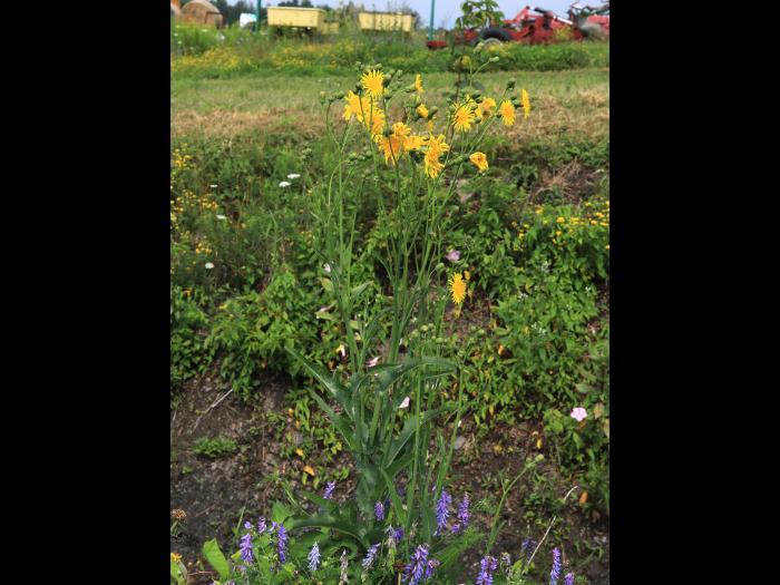 Laiteron champs (Sonchus arvensis)_19