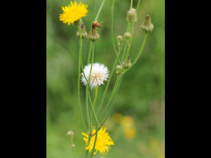 Laiteron champs (Sonchus arvensis)_21
