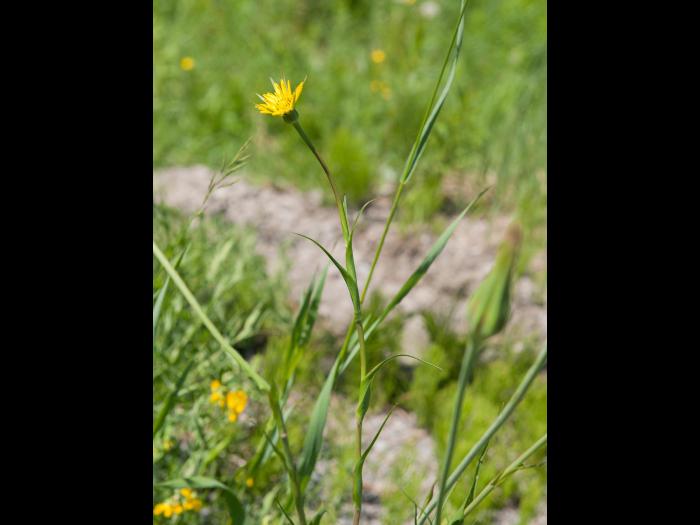 Salsifis prés (Tragopogon pratensis)_12