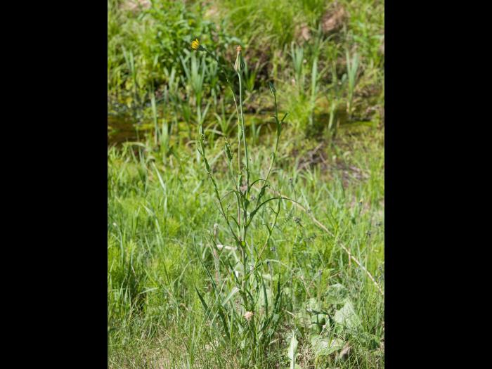 Salsifis prés (Tragopogon pratensis)_14