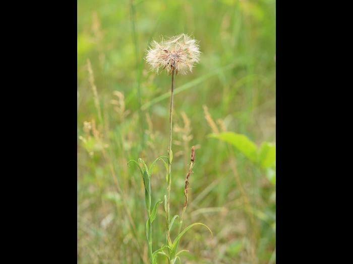 Salsifis prés (Tragopogon pratensis)_15