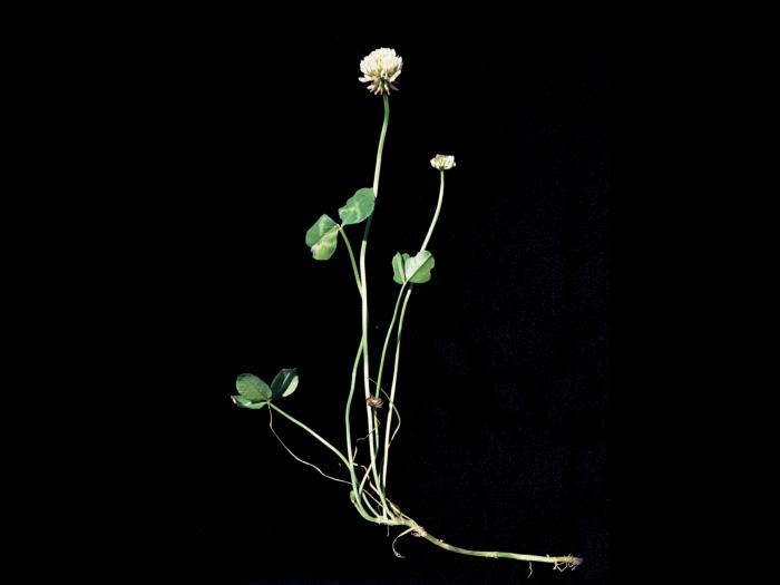 Trèfle blanc(Trifolium repens)_3