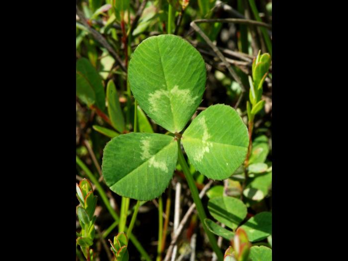 Trèfle blanc(Trifolium repens)_5