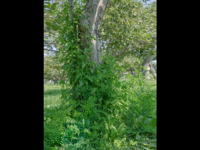 Vesce jargeau(Vicia cracca)_8