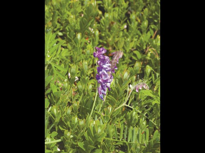 Vesce jargeau(Vicia cracca)_11