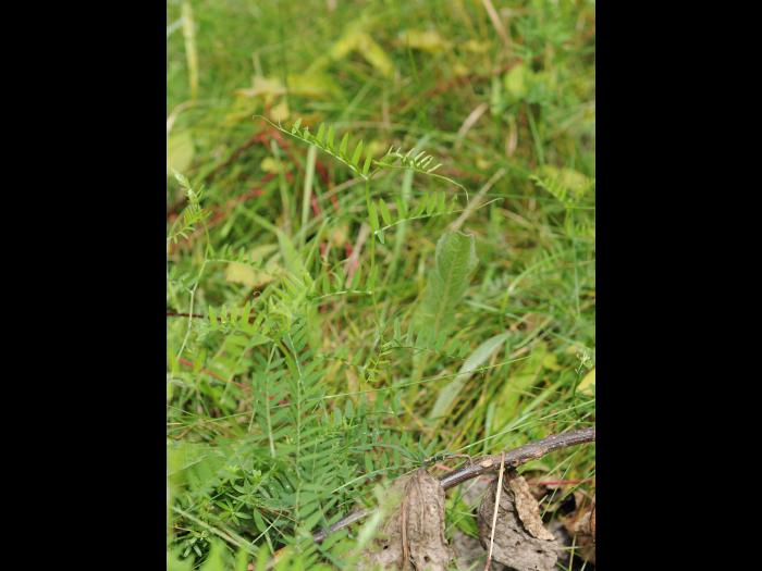 Vesce jargeau(Vicia cracca)_24