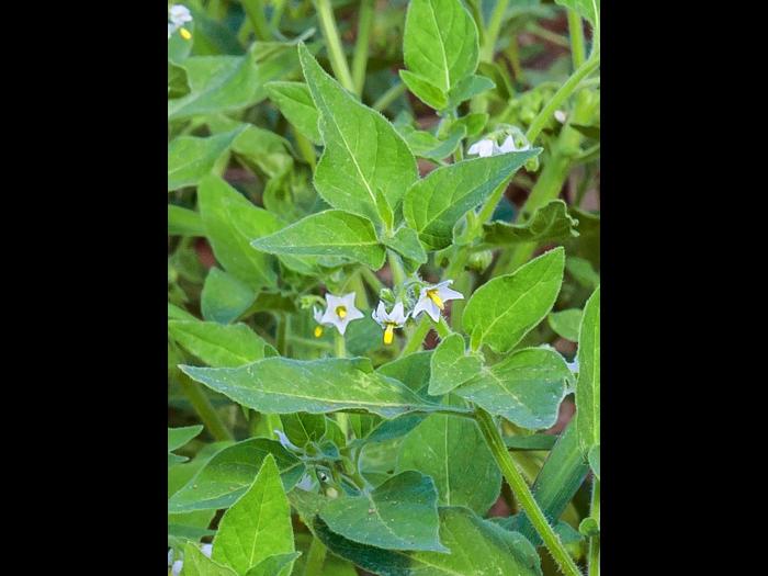 Morelle feuilles coqueret (Solanum physalifolium)_5
