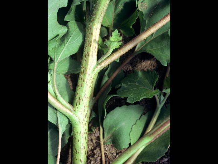 Lampourde glouteron (Xanthium strumarium)_6