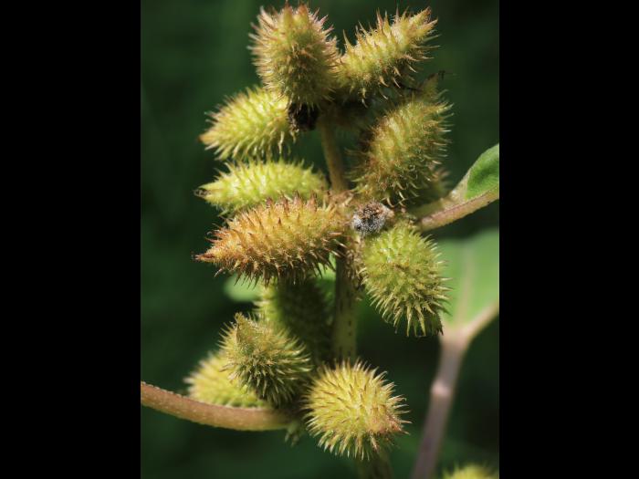 Lampourde glouteron (Xanthium strumarium)_14
