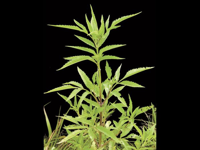 Bident feuillu(Bidens frondosa)_6