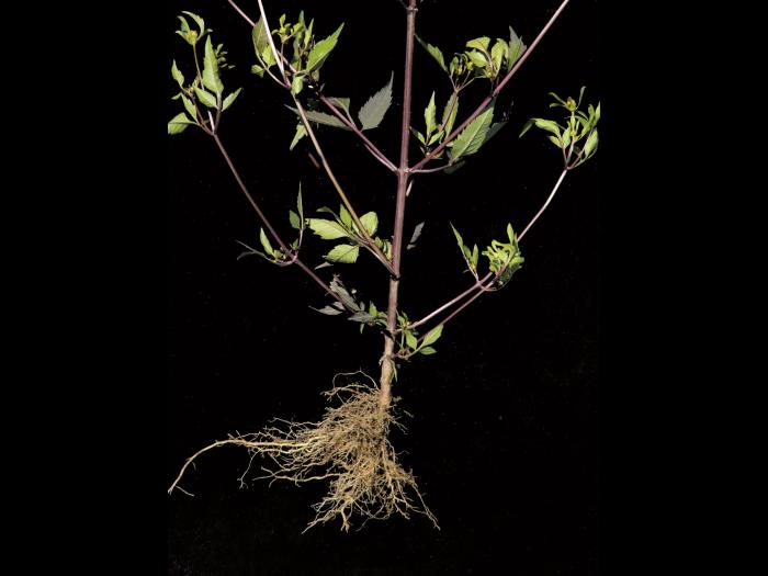 Bident feuillu(Bidens frondosa)_7