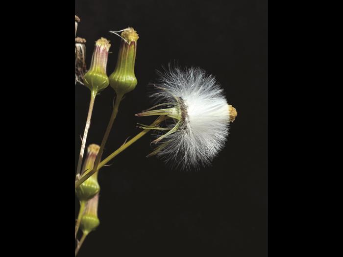 Érechtite feuilles épervière (Erechtites hieraciifolius)_3