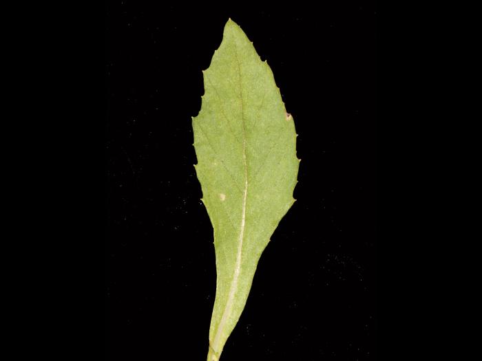 Érechtite feuilles épervière (Erechtites hieraciifolius)_6