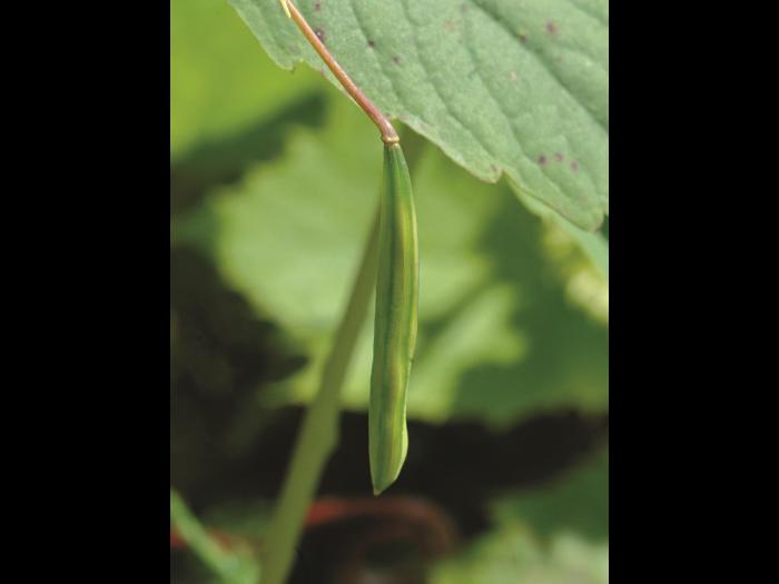 Impateinte du Cap (Impatiens capensis)_3