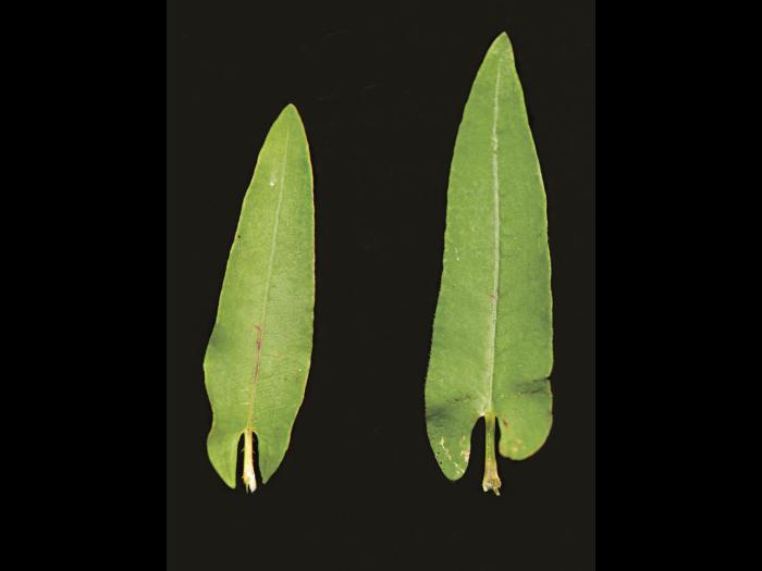 Renouée sagitté (Persicaria sagittata)_4