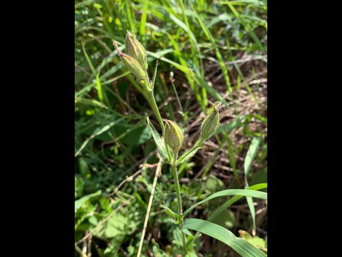 Silène noctiflore(Silene noctiflora)_4