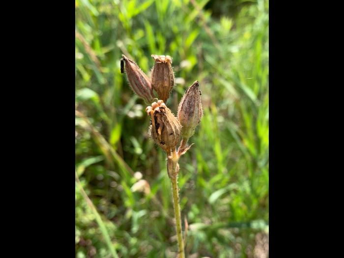 Silène noctiflore(Silene noctiflora)_6