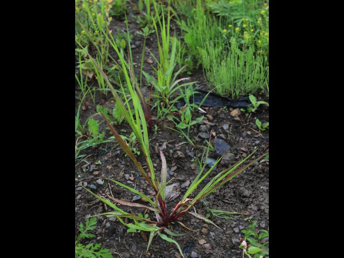 Sétaire glauque (Setaria pumila subsp. pumila)_13
