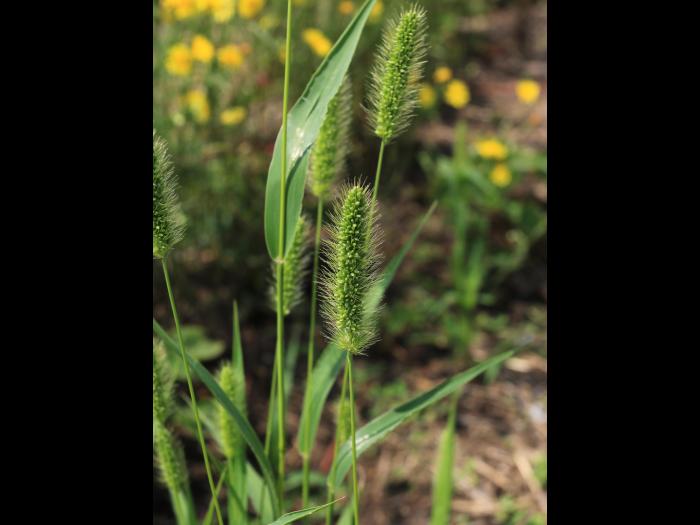 Sétaire verte (Setaria viridis)_15