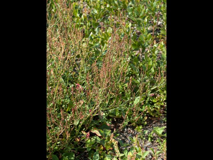 Petite oseille (Rumex acetosella)_14