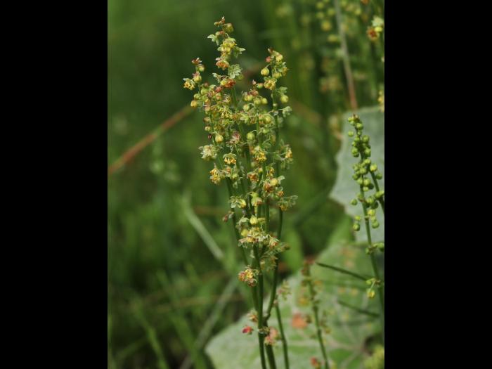 Petite oseille (Rumex acetosella)_27