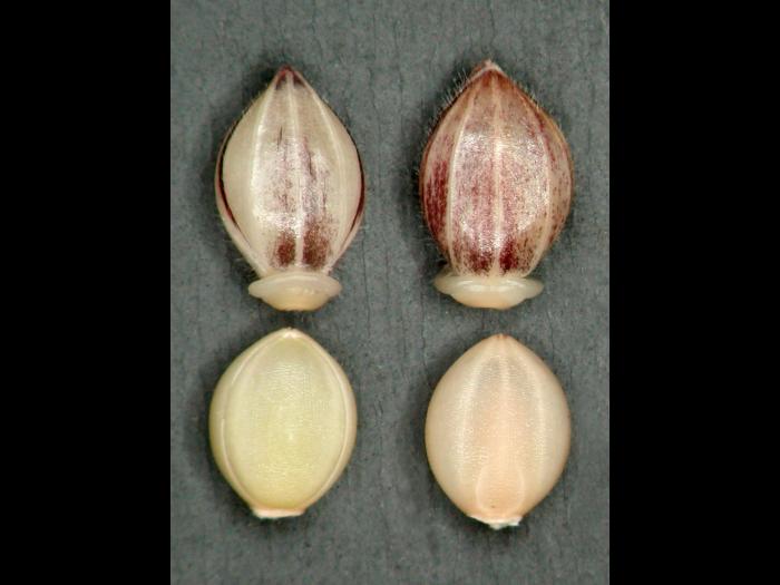 Ériochloé velue (Eriochloa villosa)_2