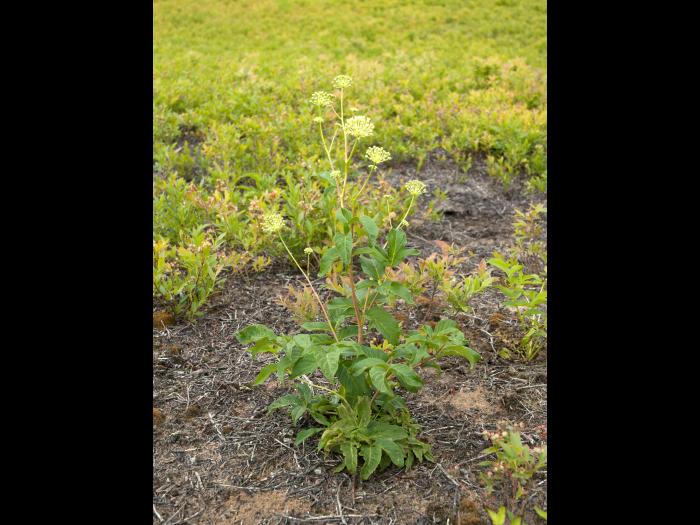 Aralie hispide(Aralia hispida)_8