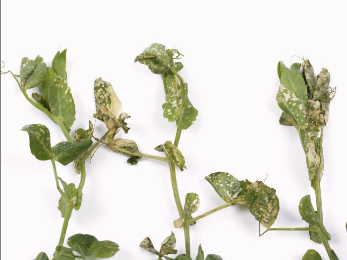 Pois - glyphosate (9)_1