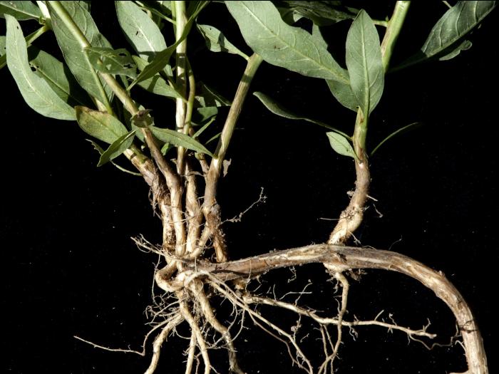 Épilobe feuilles étroite (Chamaenerion angustifolium)_9