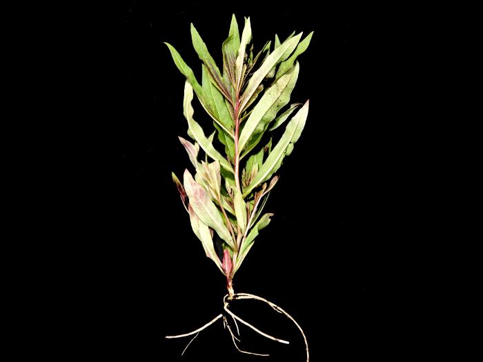 Épilobe feuilles étroite (Chamaenerion angustifolium)_11