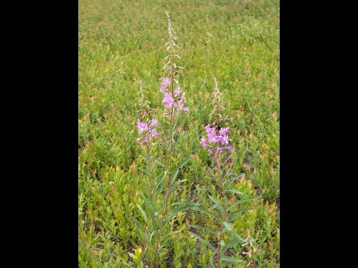Épilobe feuilles étroite (Chamaenerion angustifolium)_12