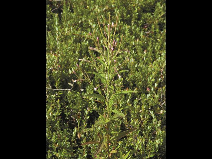 Épilobe glanduleux (Epilobium ciliatum subsp. glandulosum)_1