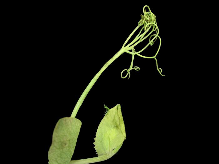 Pois - glyphosate (9)_5