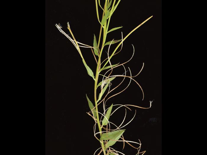 Épilobe glanduleux (Epilobium ciliatum subsp. glandulosum)_8