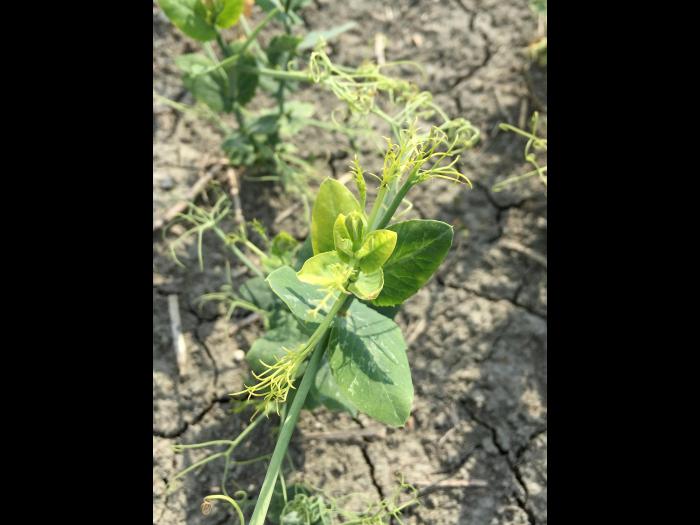 Pois - glyphosate (sel de potassium) (9)_1