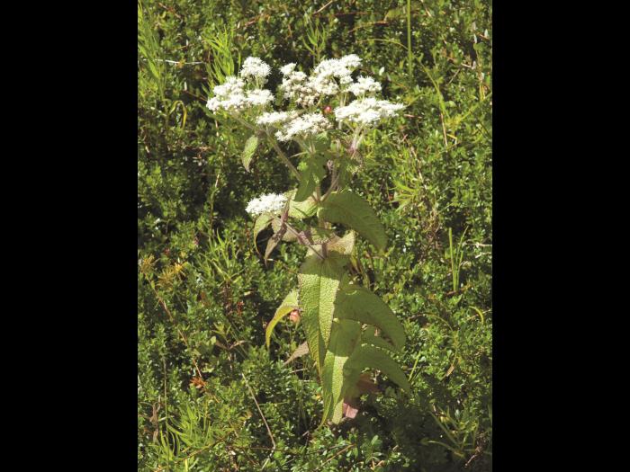 Eupatoire perfoliée (Eupatorium perfoliatum)_1
