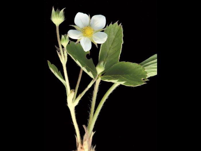 Fraisier glauque (Fragaria virginiana)_2