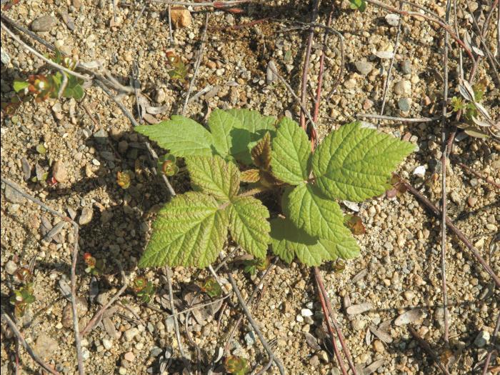 Framboisier rouge (Rubus idaeus)_3