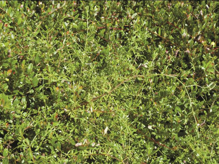 Gaillet palustre (Galium palustre)_5