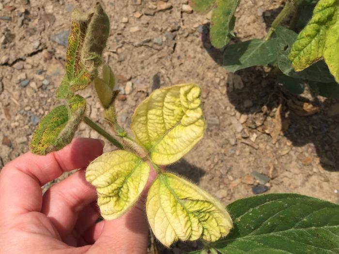 Soya - mésotrione (27)_2