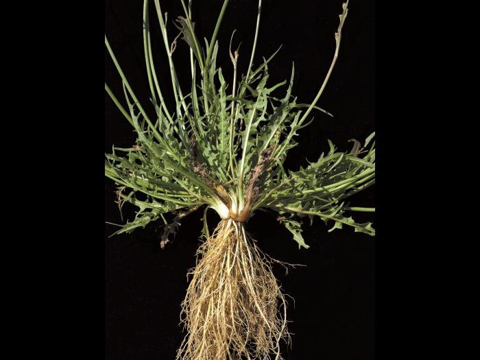 Liondent automne (Leontodon autumnalis)_2