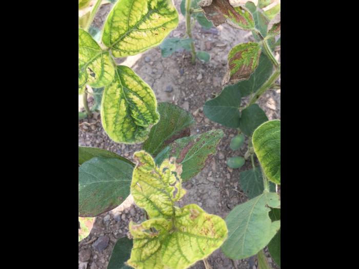 Soya - mésotrione (27)_3