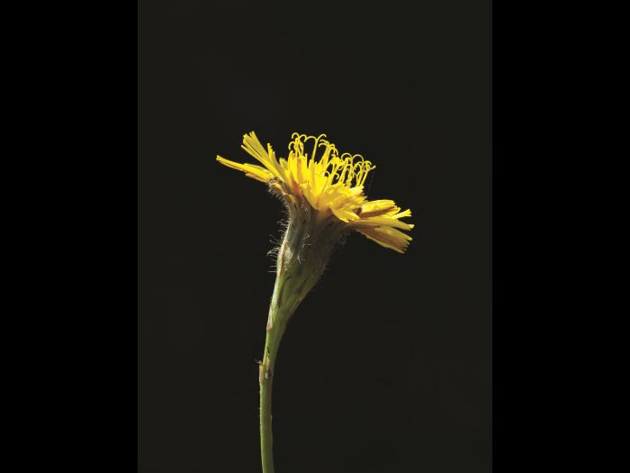 Liondent automne (Leontodon autumnalis)_7