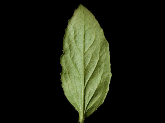 Lobélie gonflée (Lobelia inflata)_7