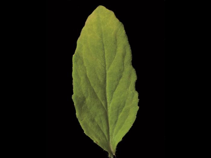 Lobélie gonflée (Lobelia inflata)_8