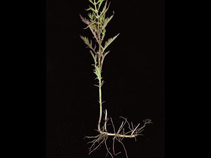 Lycope Amérique (Lycopus americanus)_2