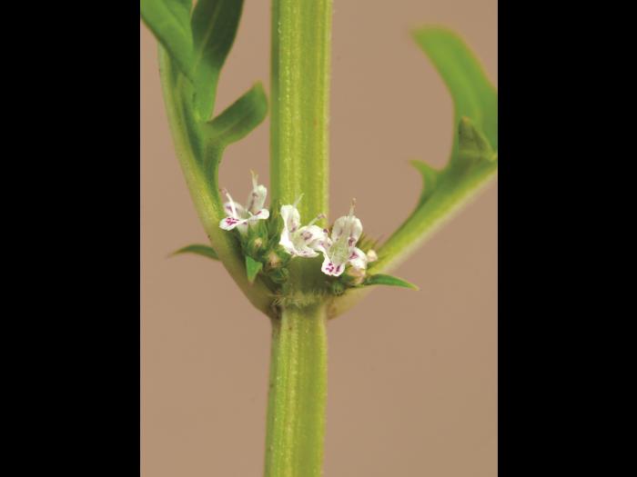 Lycope Amérique (Lycopus americanus)_5