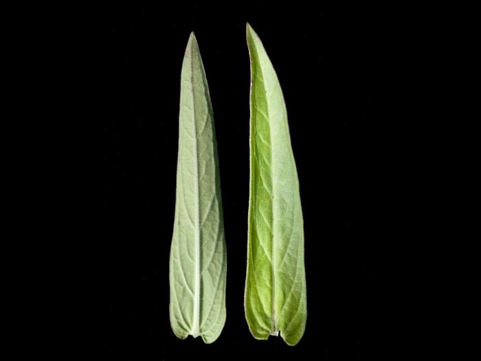 Salicaire commune (Lythrum salicaria)_4